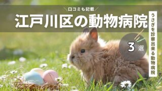 江戸川区のうさぎを診察出来る動物病院3選！【東京都23区】エキゾチックアニマル