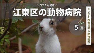 江東区のうさぎを診察出来る動物病院を厳選！【東京都23区】エキゾチックアニマル