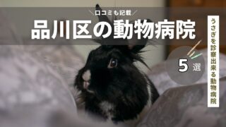 品川区のうさぎを診察出来る動物病院を厳選！【東京都23区】エキゾチックアニマル