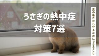 【実体験】うさぎの熱中症対策7選｜夏の暑さから守るためにできること