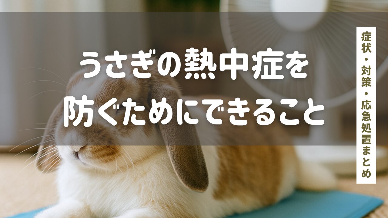 うさぎの熱中症を防ぐために飼い主ができること｜症状・対策・応急処置まとめ