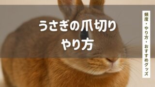 うさぎの爪切り|頻度・やり方・おすすめグッズまでやさしく解説